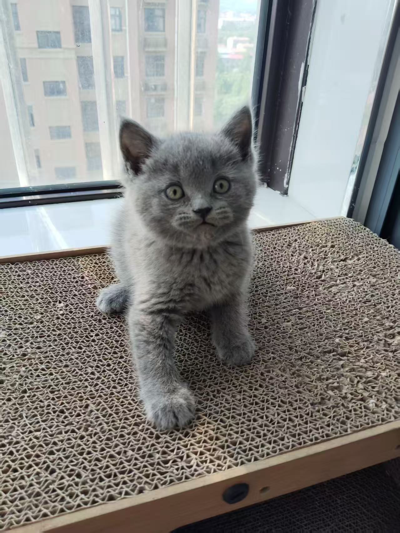 英短蓝猫,两只可挑,抱窝优惠